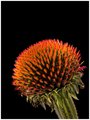 flower02web.jpg