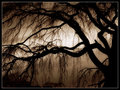 Moonlight Serenade