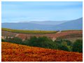 Fall Colors