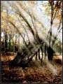 Mystic Forest