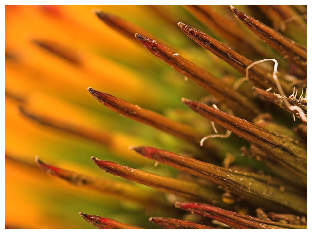 Spike - Up Close and Personal