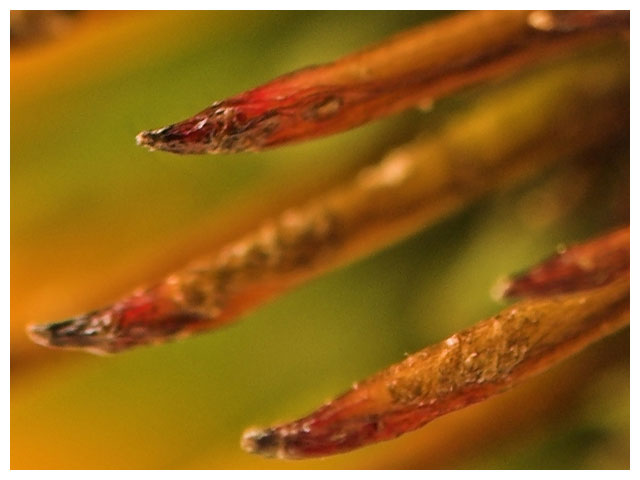 Spike  - Up Close and Personal II