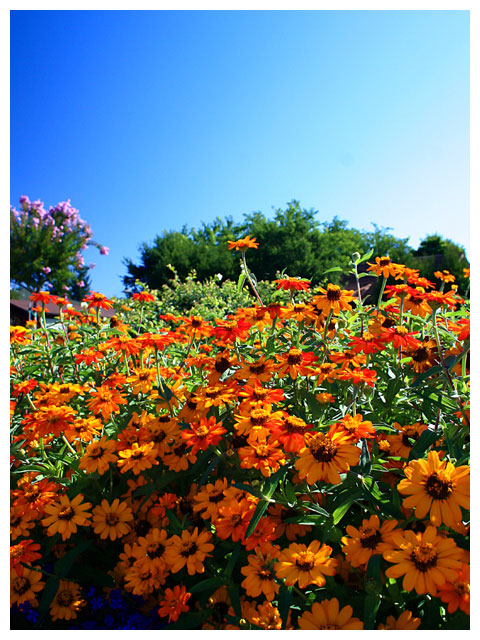 Symphony in Color
