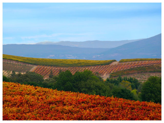 Fall Colors