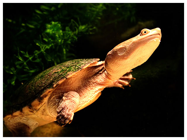 Snake Necked Turtle