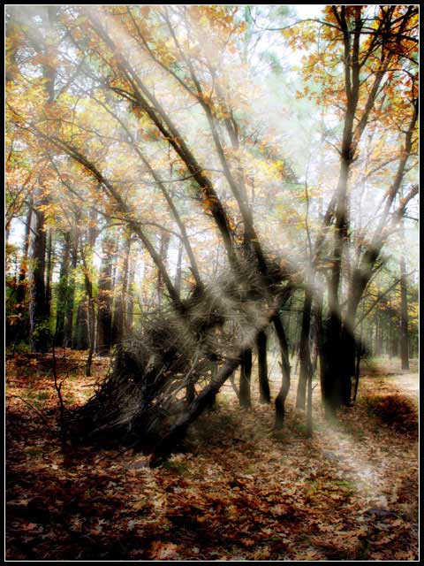 Mystic Forest