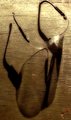 Shadow
