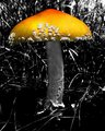 Psychadelic Mushroom