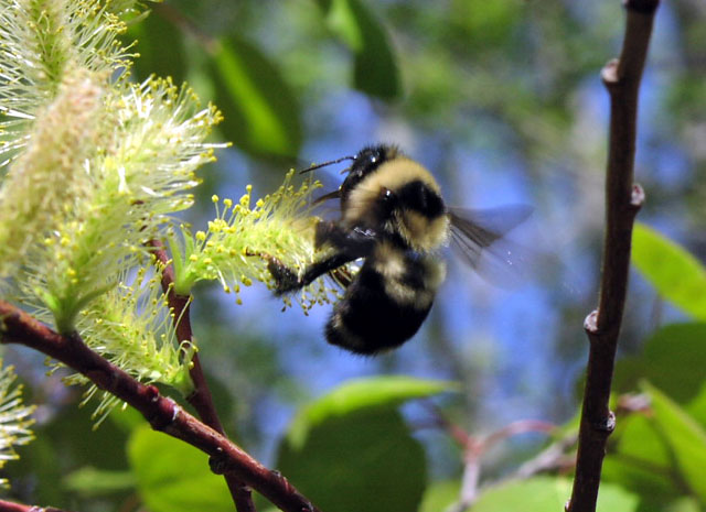 Big Bee