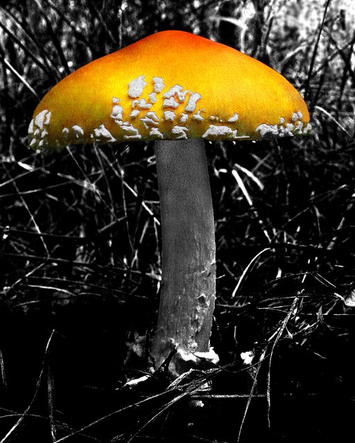 Psychadelic Mushroom