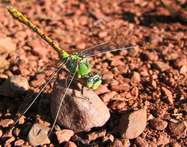 Dragonfly
