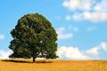 Tree on the Hill