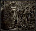 Pet Semetary