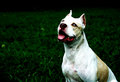Ginnie