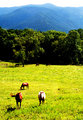Cades Cove
