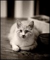 Cat Scratch