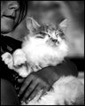 Day 4 - Happy Cat