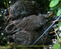 Fledgelings (spelling?)