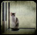 yanko Kitty