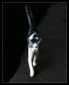 Katz