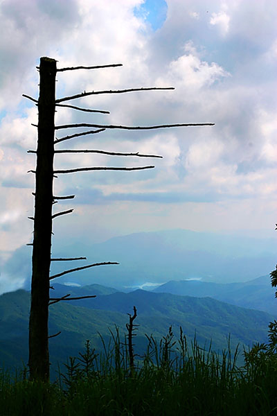 Dead Tree Walking