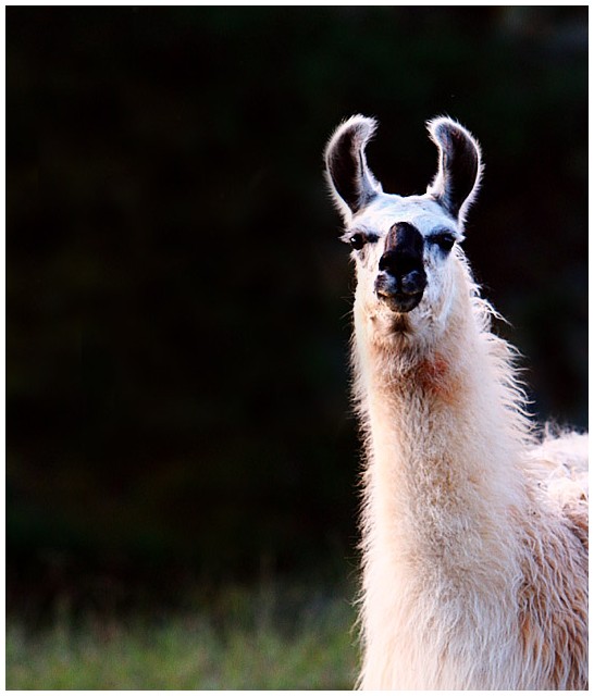 Dahli Llama?