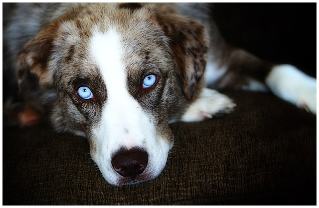 Complementary Canine
