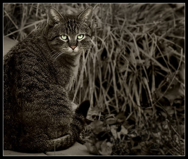 Pet Semetary