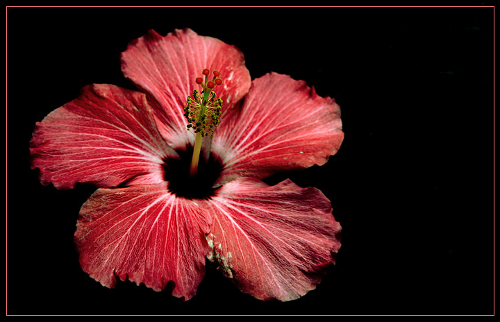Hibiscus