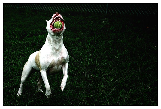 Get the Ball