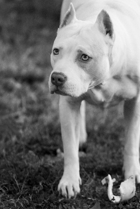 Bully