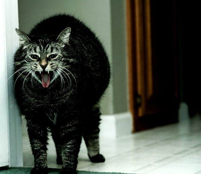 Hairball