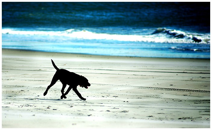 Beachcomber