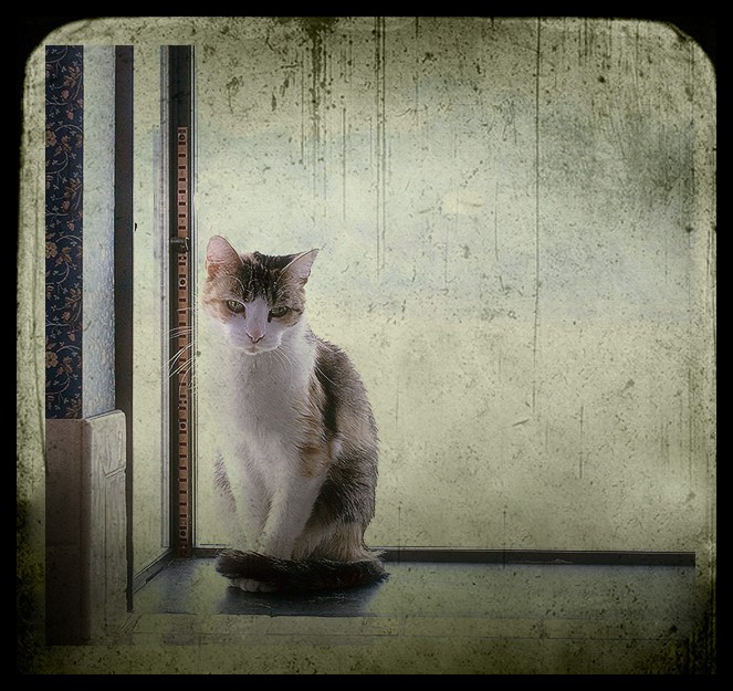yankokitty.jpg