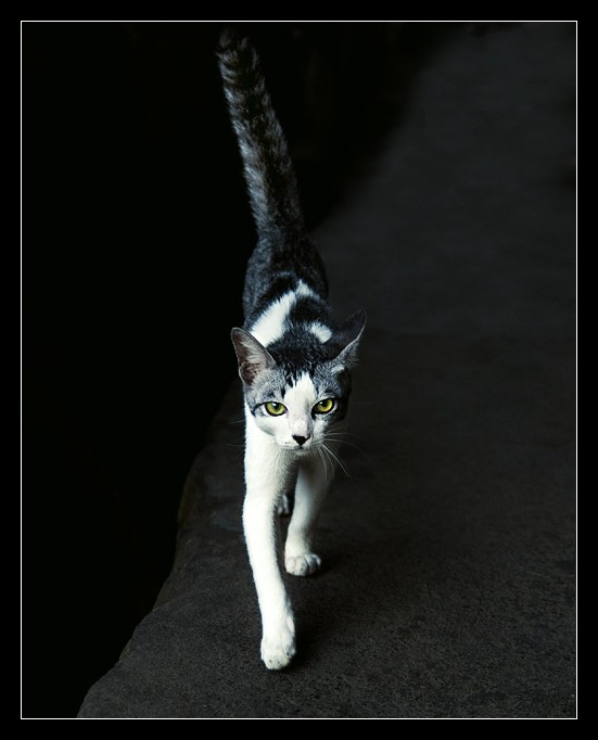 Katz
