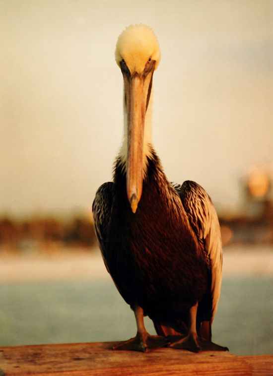 Pelican Stare