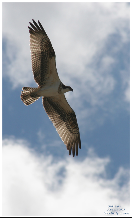 Hawk