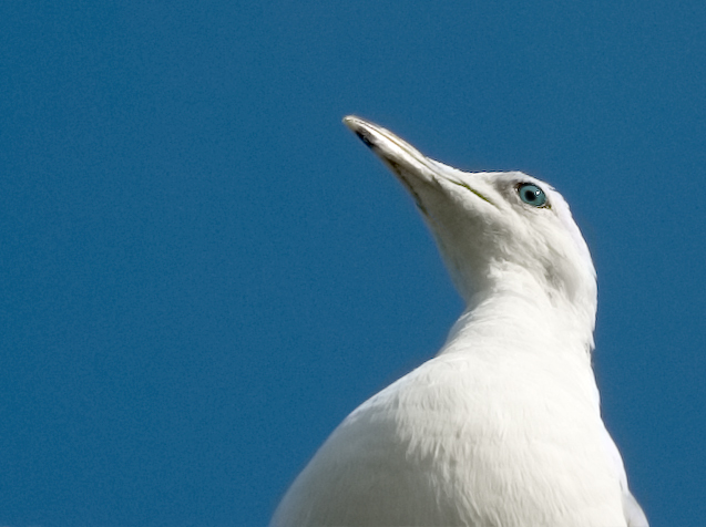 gullbelow_web.jpg