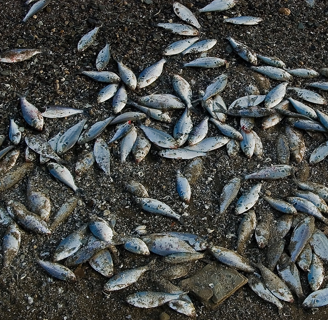 fish.jpg