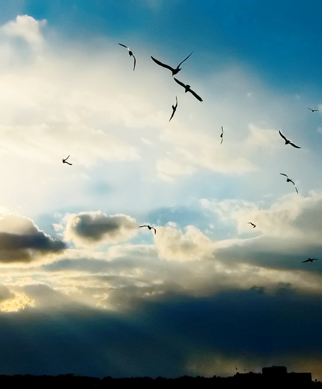 DSC_8716-birds.jpg