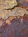 Rust Belt Beauty 3