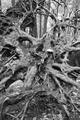 Root Base