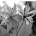 Indications of a Flowers Reflection