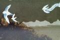 Peace Doves with Inspiration