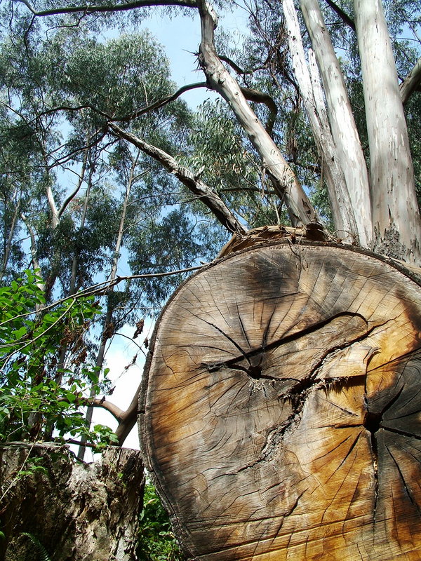 Eucalyptus Trees in the Lost Coast