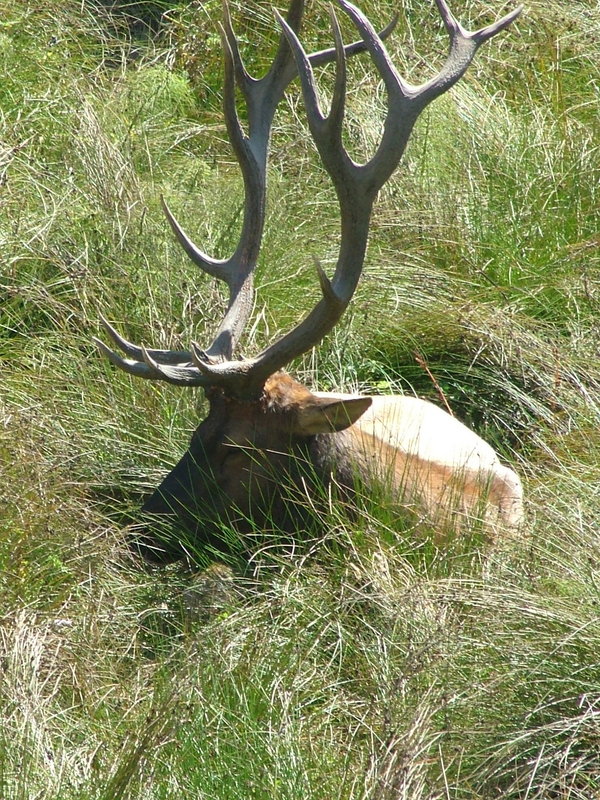 Roosevelt Elk- King of the Herd