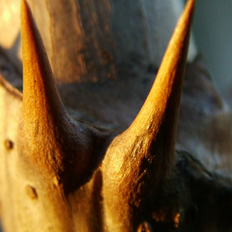 Thorns