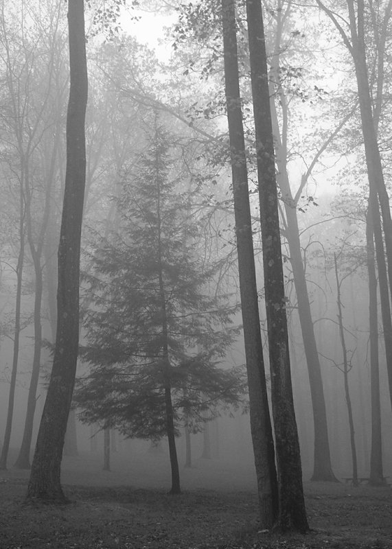 Evergreen Mist