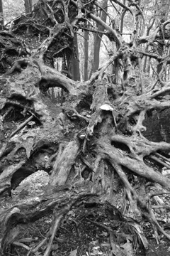 Root Base