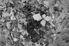 Decay Brings Life